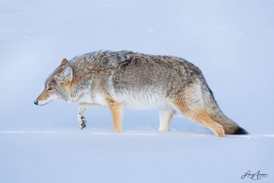 Yellowstone Coyote 1