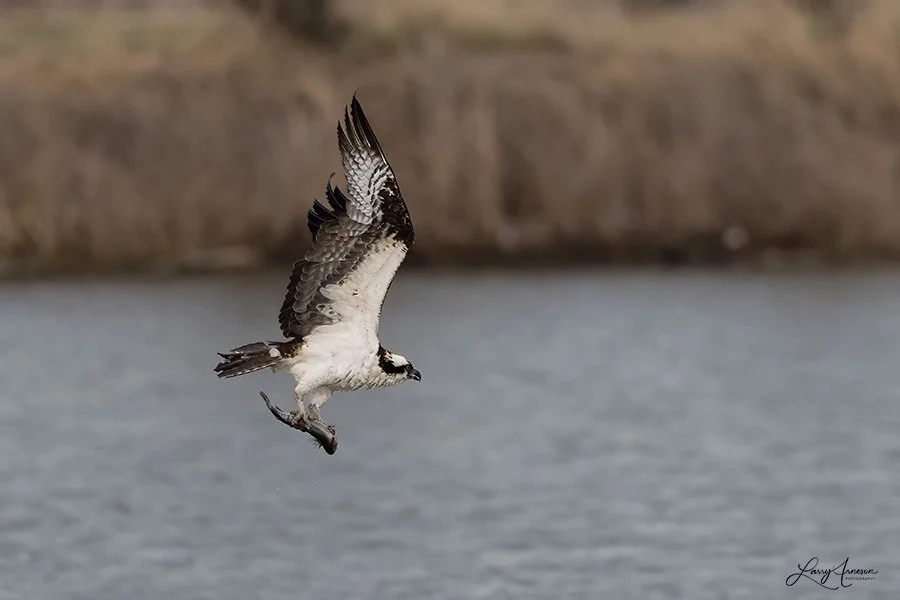 Osprey with fish.