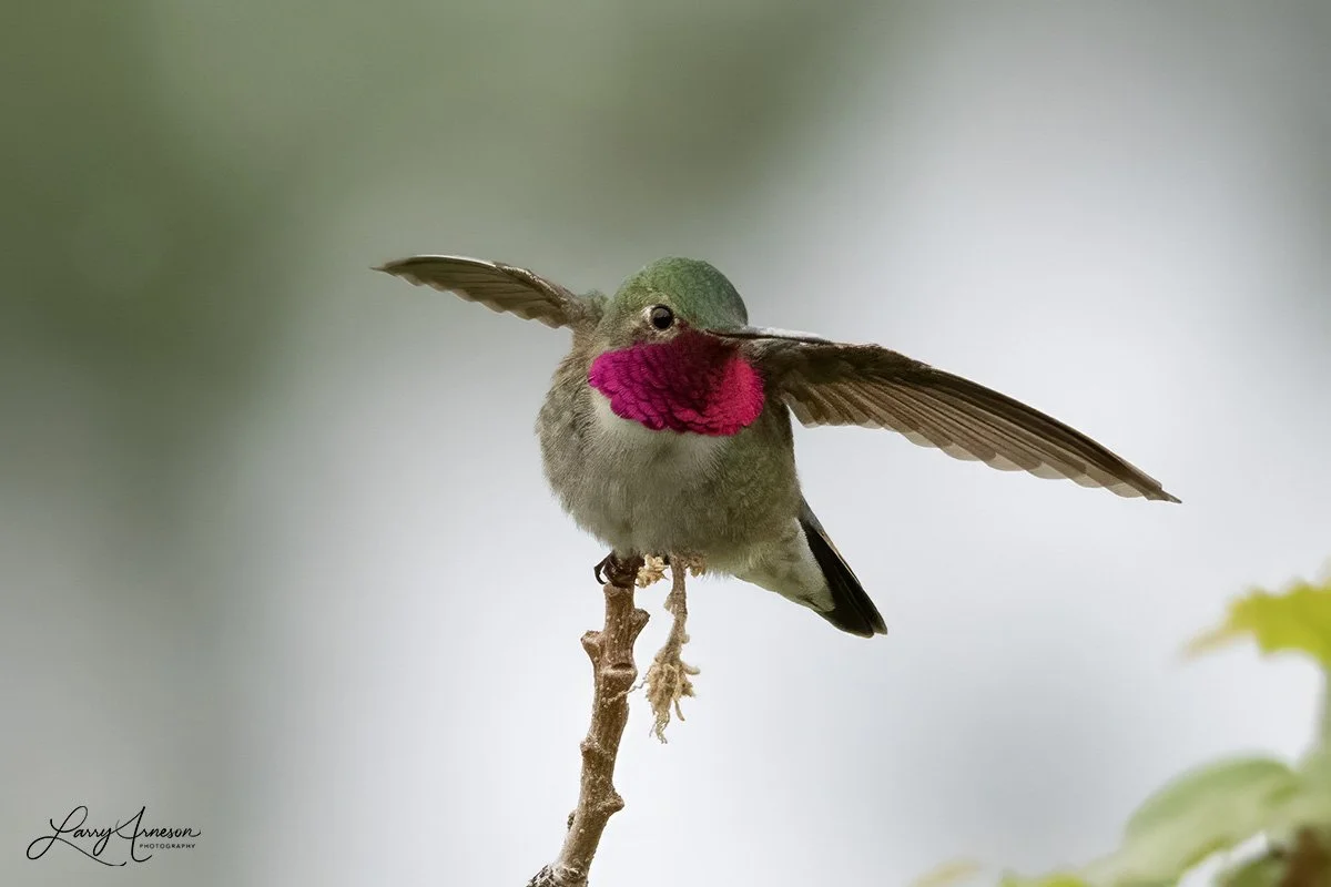 _DSC1538_web - Broad-tailed Hummingbird