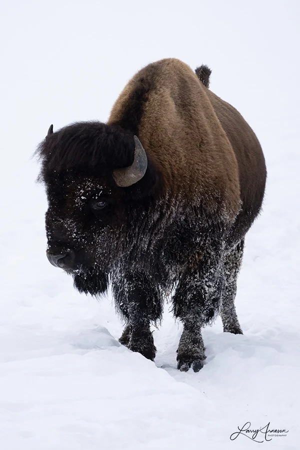 Yellowstone Bison 2