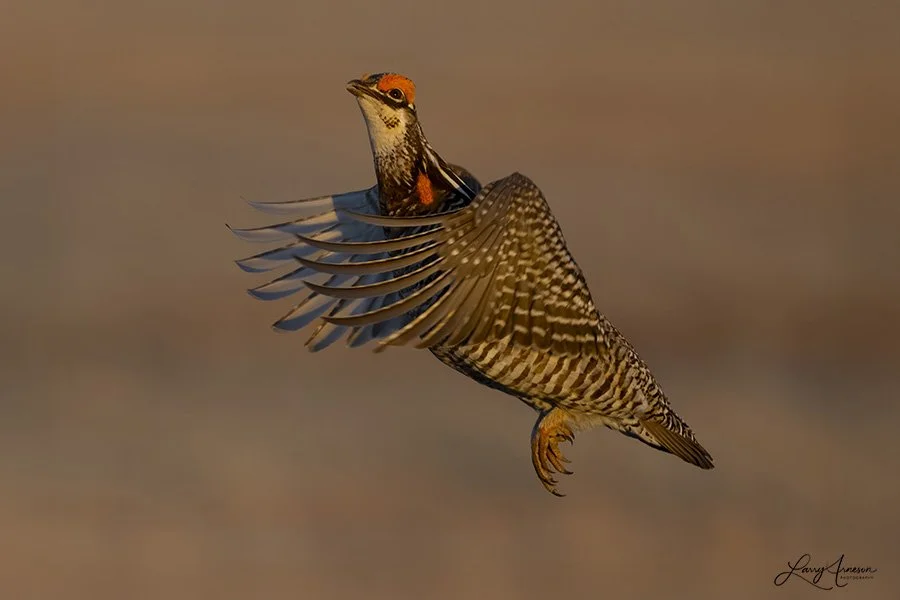 Prairie Chicken