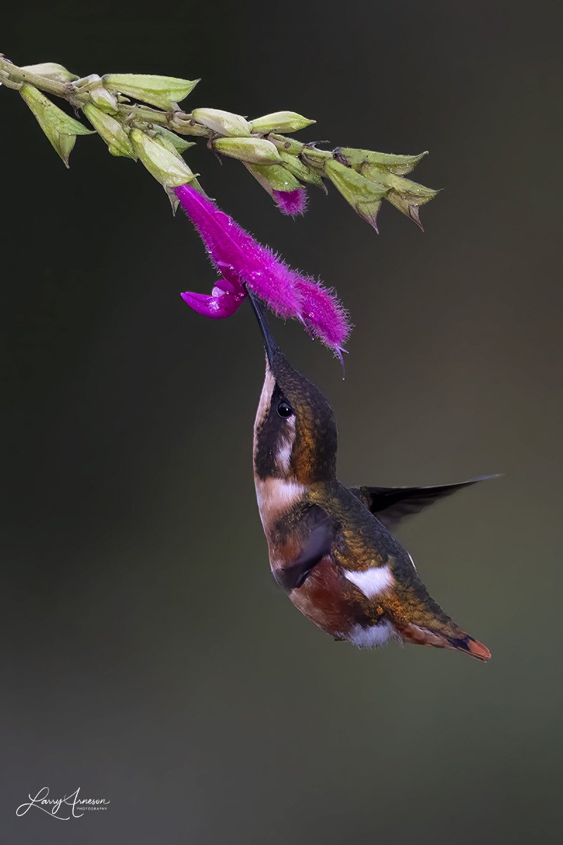 _DSC1364_web - White-bellied Woodstar