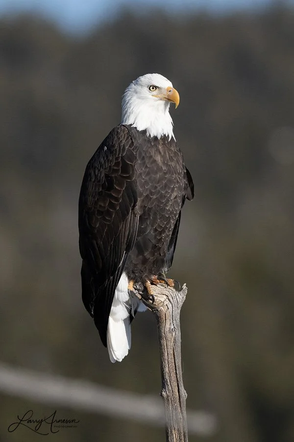 Yellowstone Bald Eagle 2