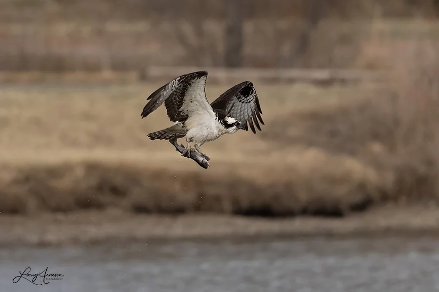Osprey with fish.