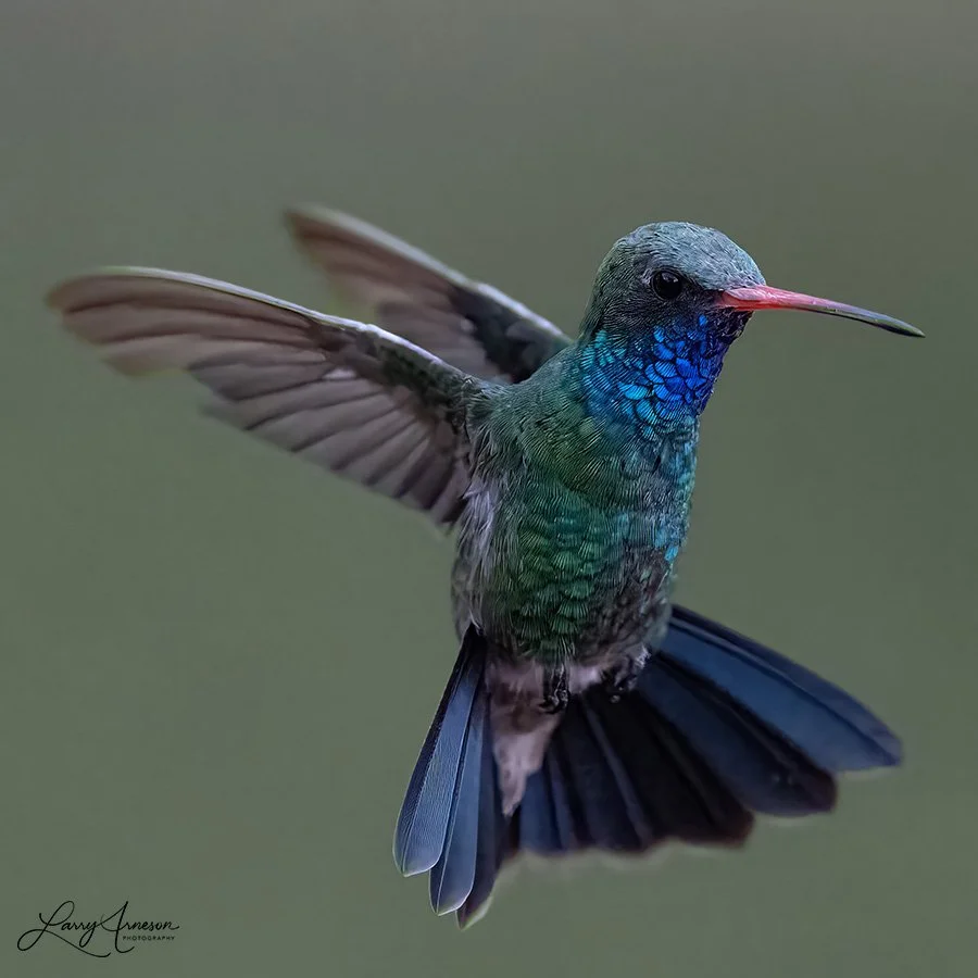 Adult Male Broad-billed Hummingbird