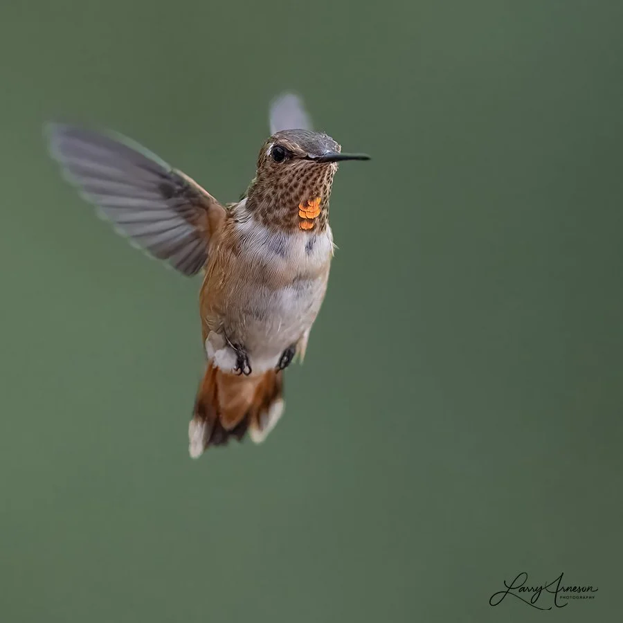 Adolescent Rufous Hummingbird