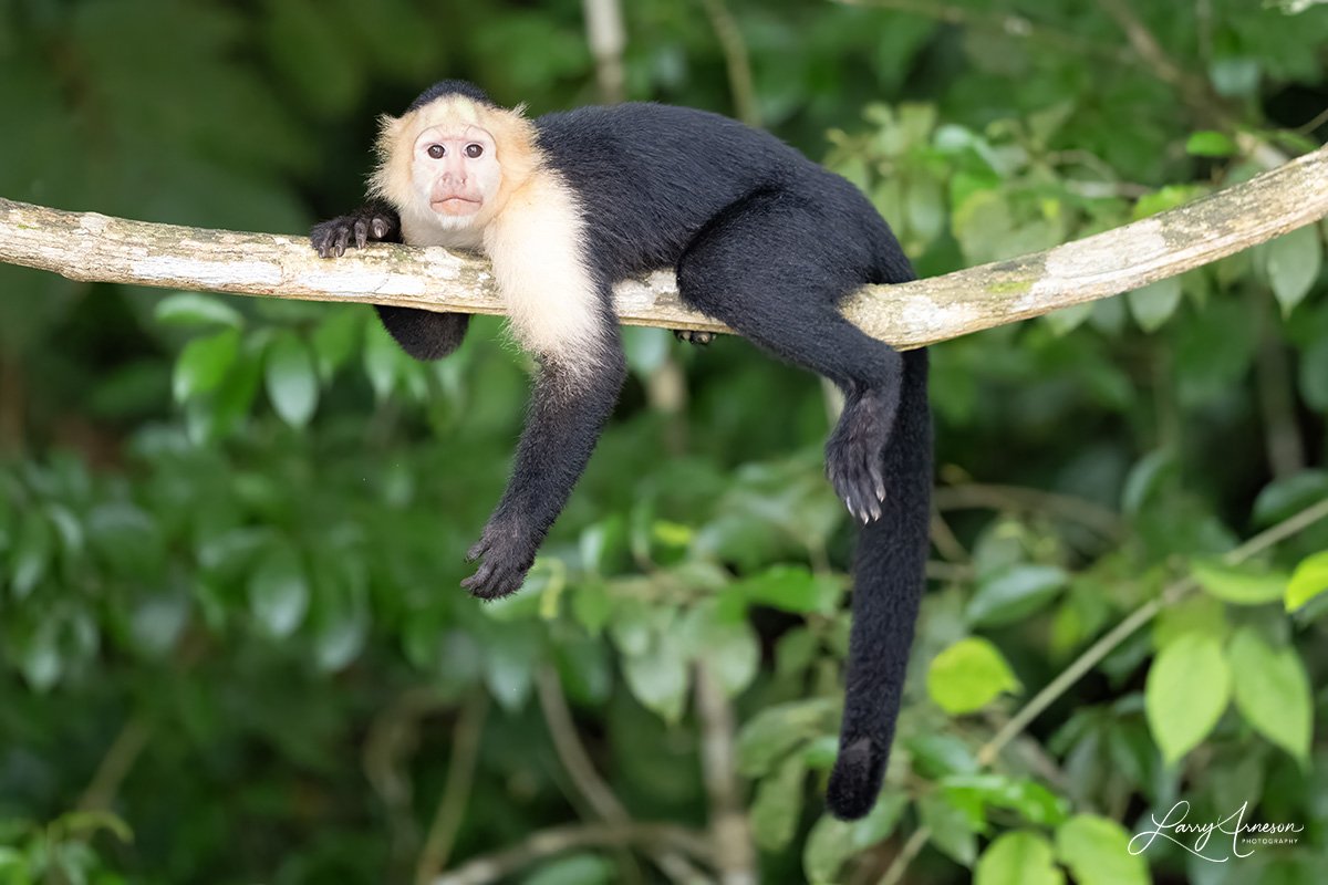 Panamanian White-faced Capuchin - _DSC9039_web.jpg