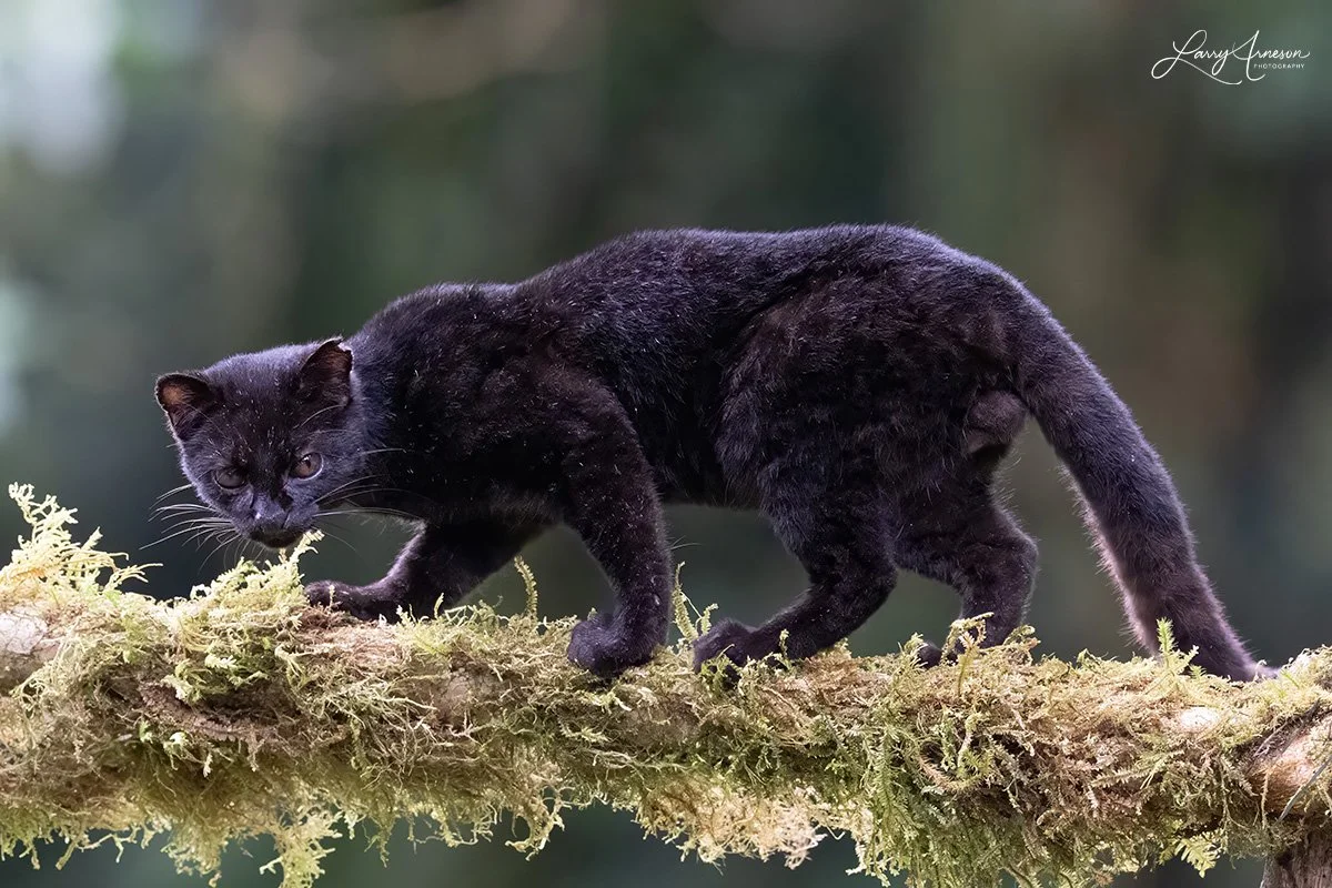 The Central American Tigrina, widely known as the Central American Oncilla, is a critically endangered, elusive small wild cat native exclusively to the cloud forests and alpine paramo ecosystems of Costa Rica and Panama.  _DSC3576_web.jpg