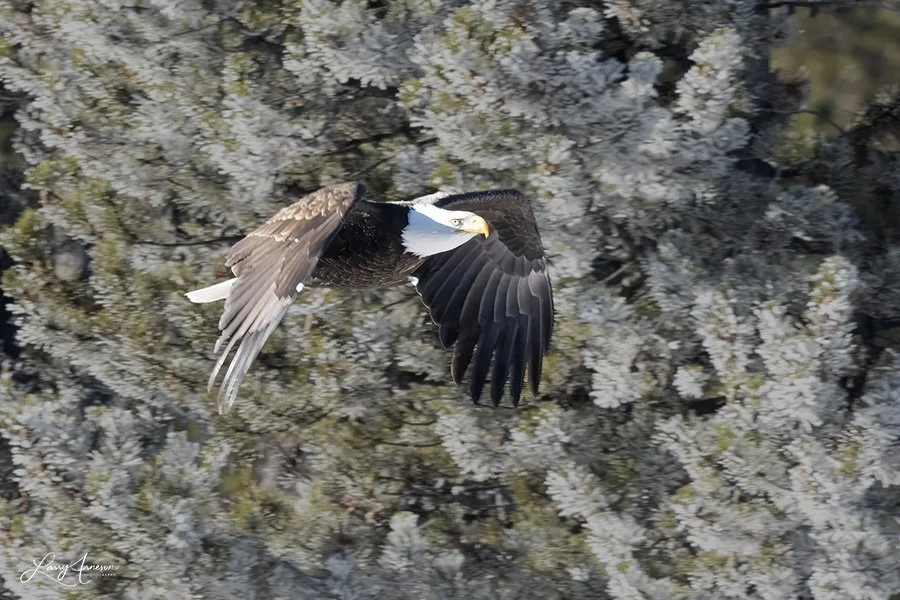 Yellowstone Bald Eagle 1