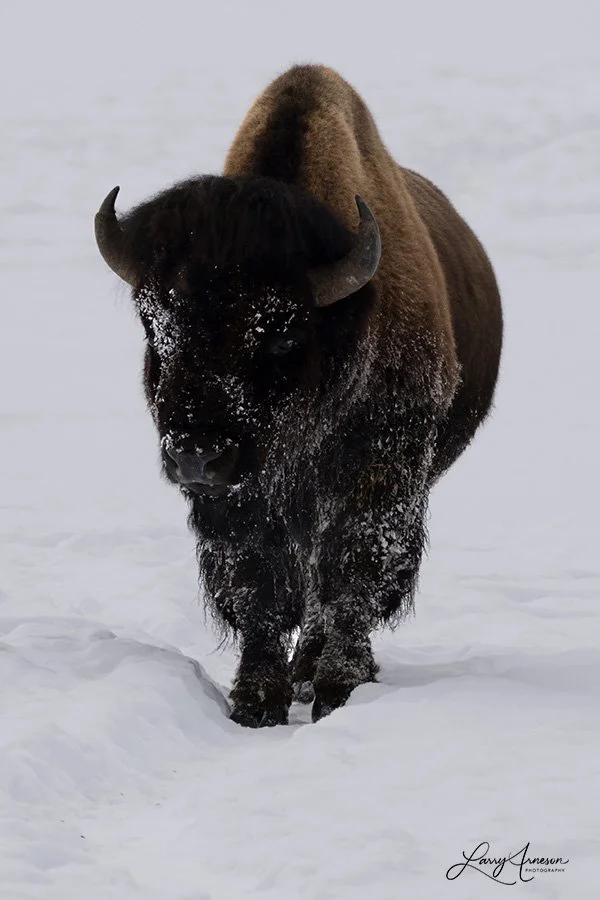 Yellowstone Bison 3