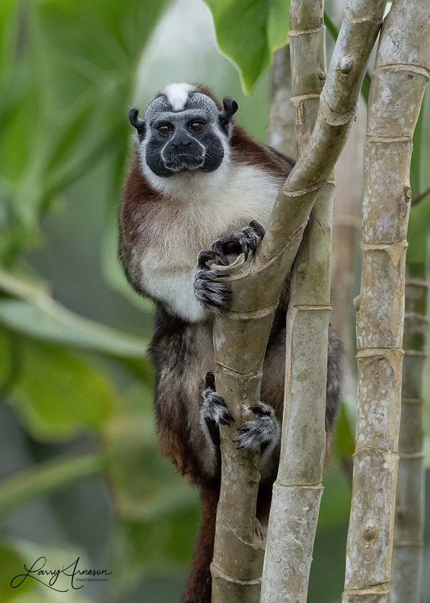 Geoffroy's tamarin - _DSC9392_web.jpg