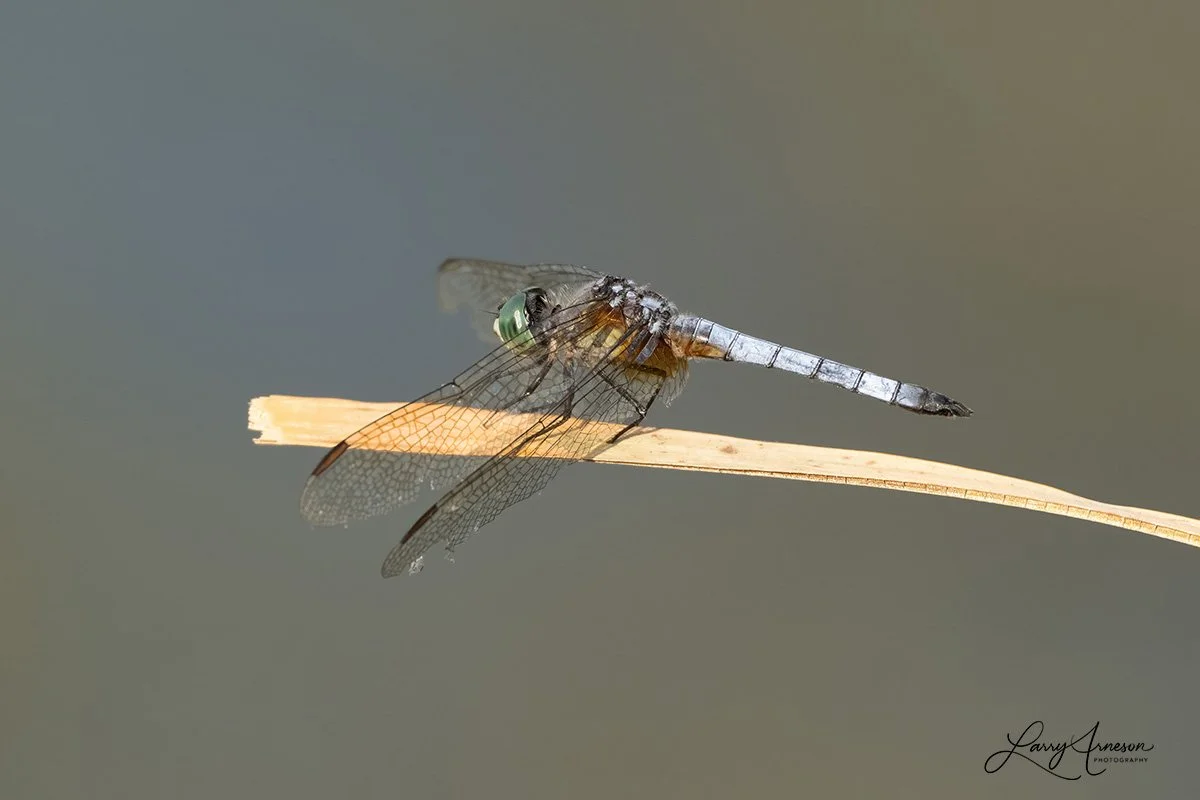 _DSC8962_web.jpg