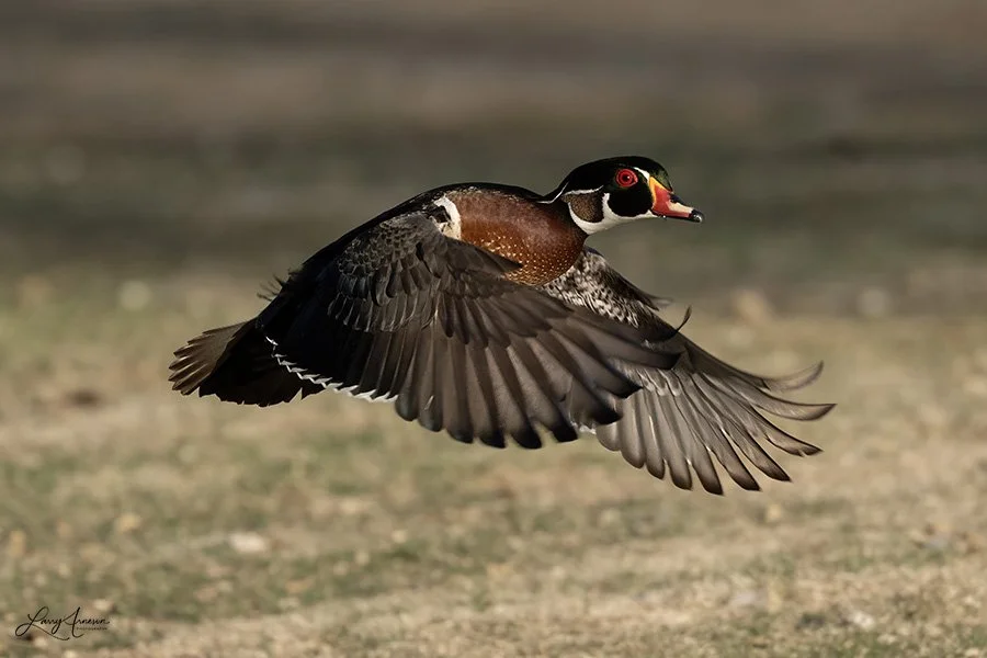 _DSC6597_web - Of all the ducks, the Adult Male Wood Duck is one of the prettiest. 