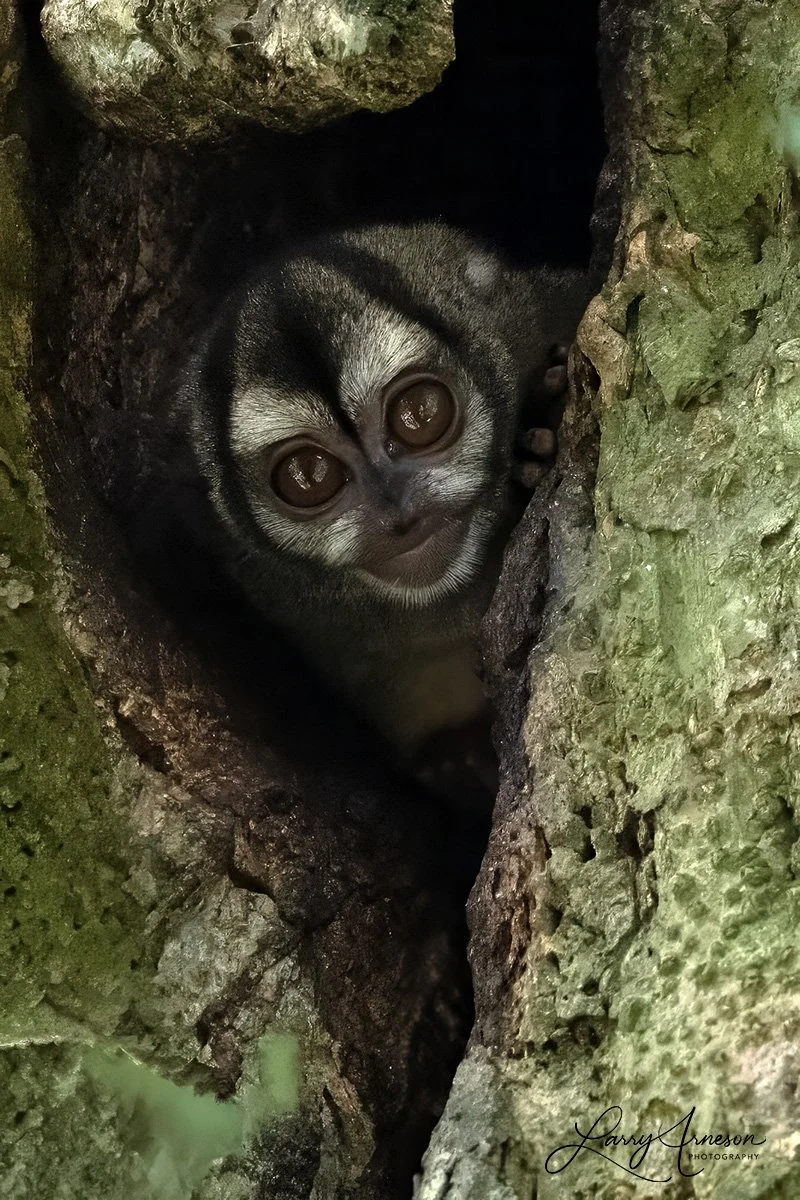Panamanian night monkey - _DSC10922_web.jpg