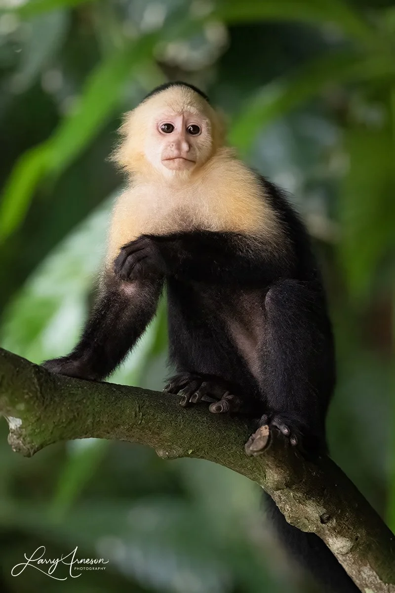 Panamanian White-faced Capuchin - _DSC8961_web.jpg