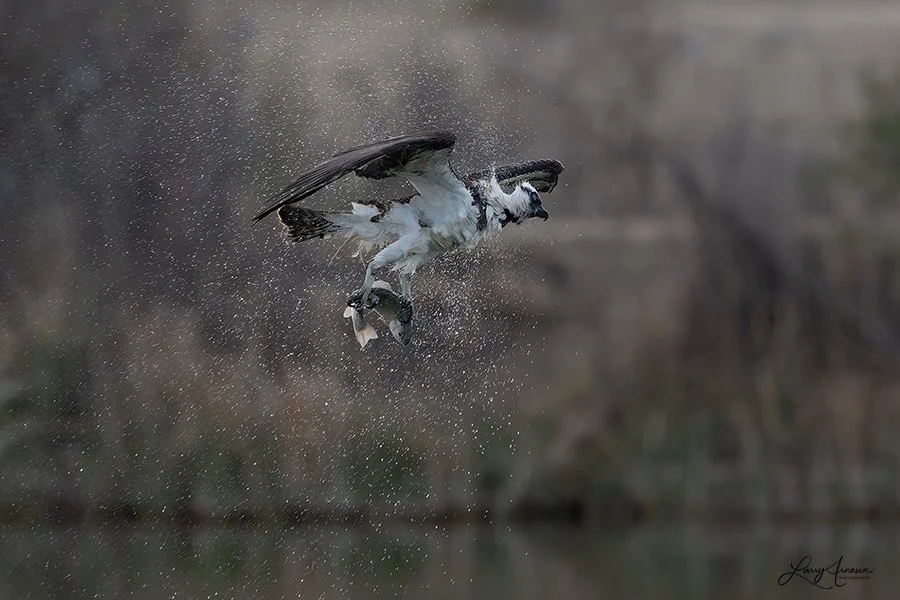 Osprey with fish.  When an Osprey dives for a fish they get very wet.  It's a challenge for them to get airborne again with what sometime can be a pretty large fish.  Once airborne, they "shake" to get rid of excess water.