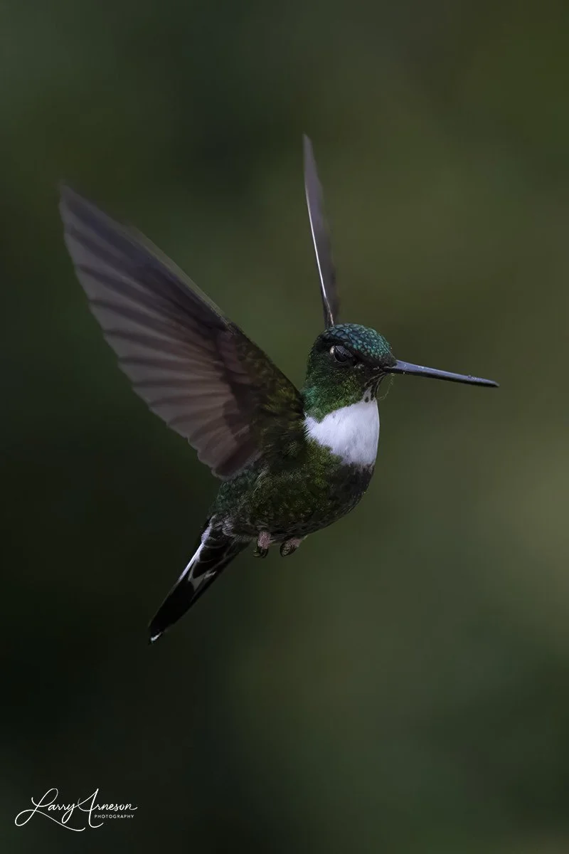 _DSC1335_web - Collared Inca