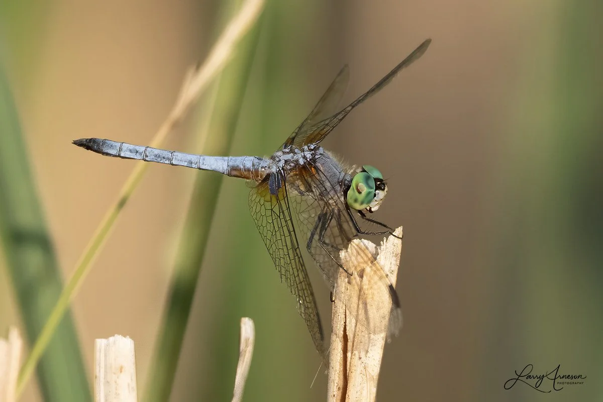_DSC9015_web.jpg