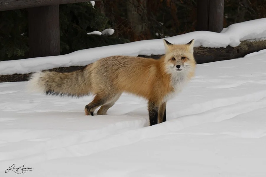 Yellowstone Fox 1