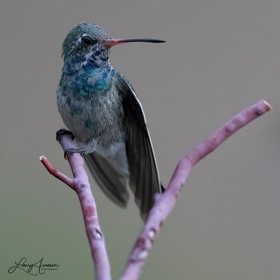Adult Male Broad-billed Hummingbird