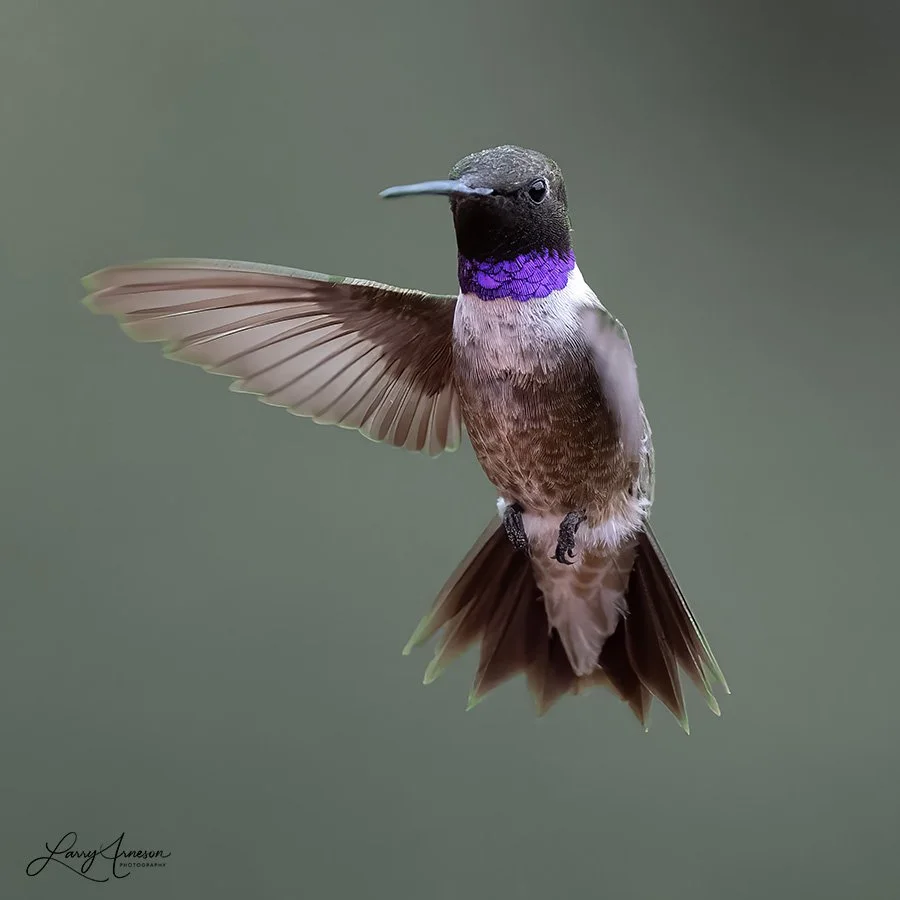 Adult Male Black-chinned Hummingbird