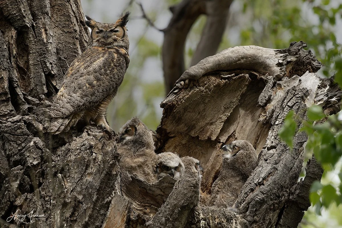 Great Horned Owls - 2026