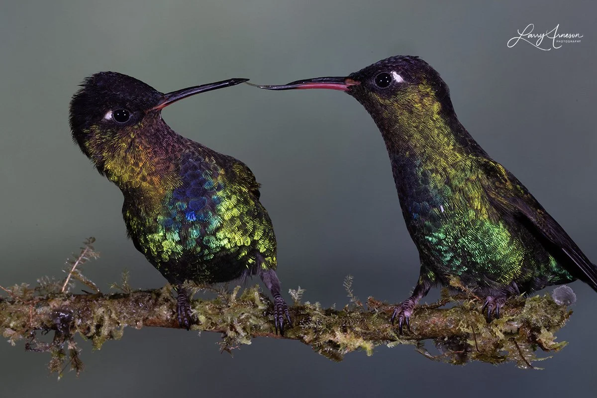 Fiery-throated Hummingbirds Having An Intense Discussion.  Note The One On The Right Has A Seemingly Bent Beak - _DSC6420_web.jpg