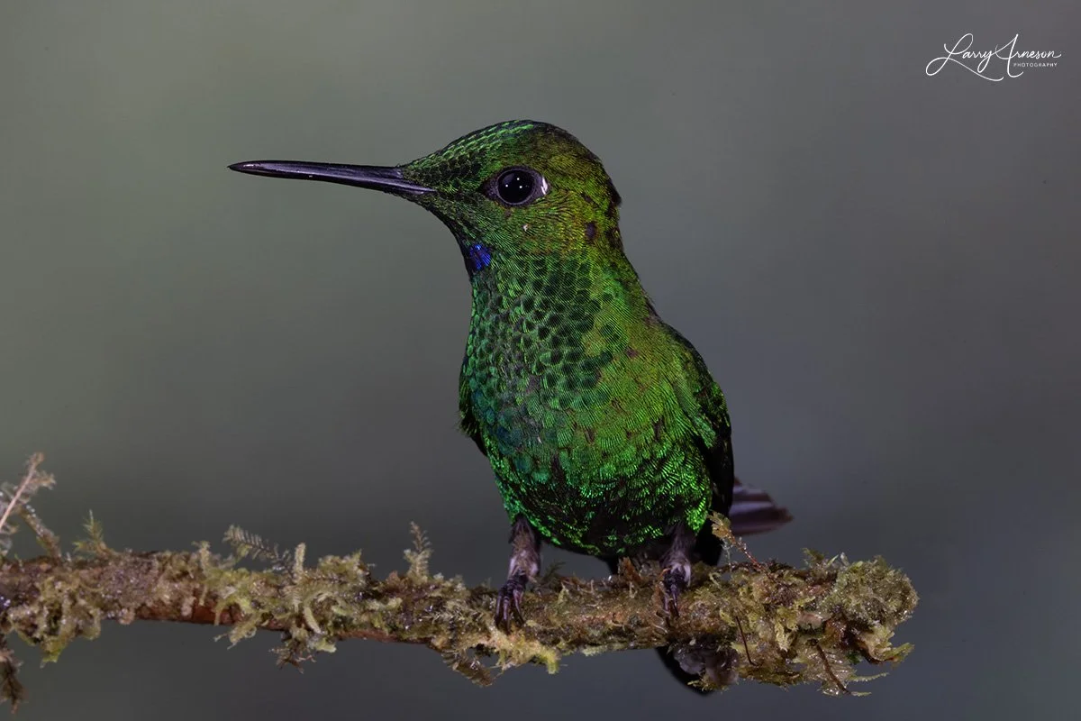 Male Green-Crowned Brilliant.  A small metallic violet-blue patch on the throat can be seen on it's throat if the light hits it just right.  _DSC6328_web.jpg
