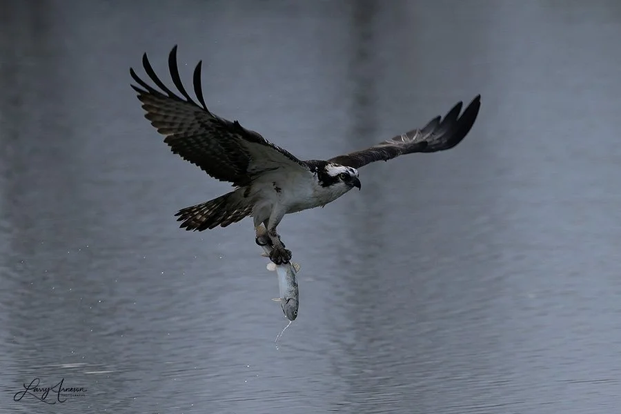 Osprey with fish.