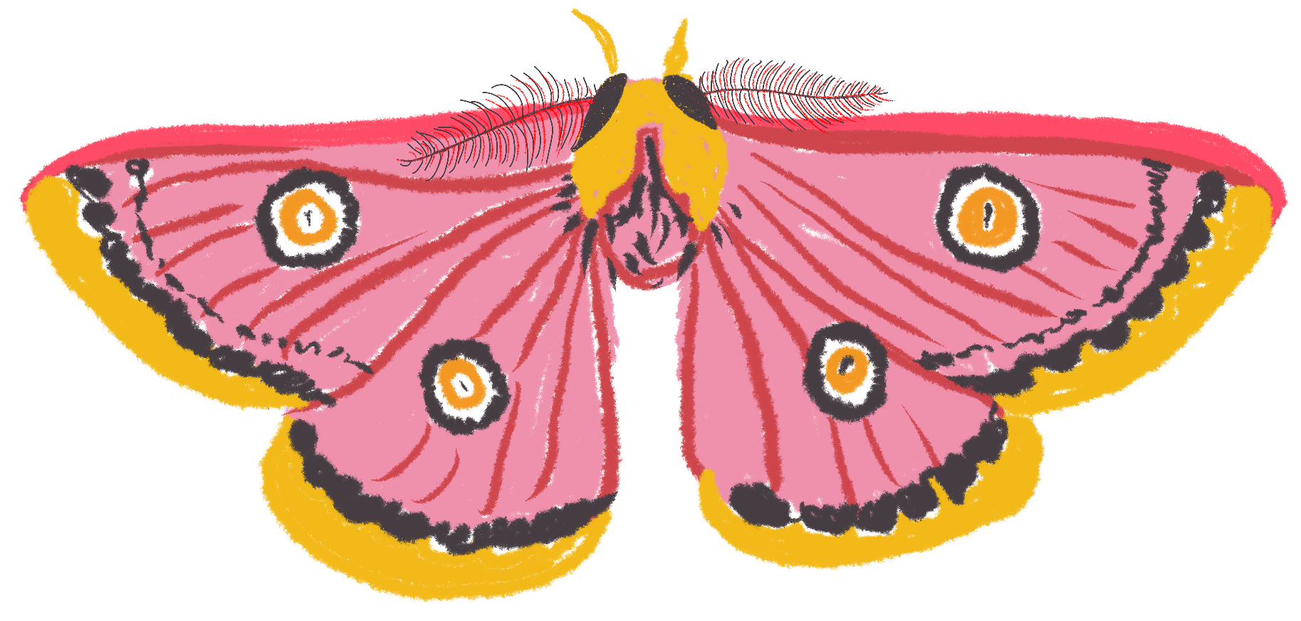 Illustration of a pink moth with yellow and black markings, spread wings, and distinctive eyespots on the wings.