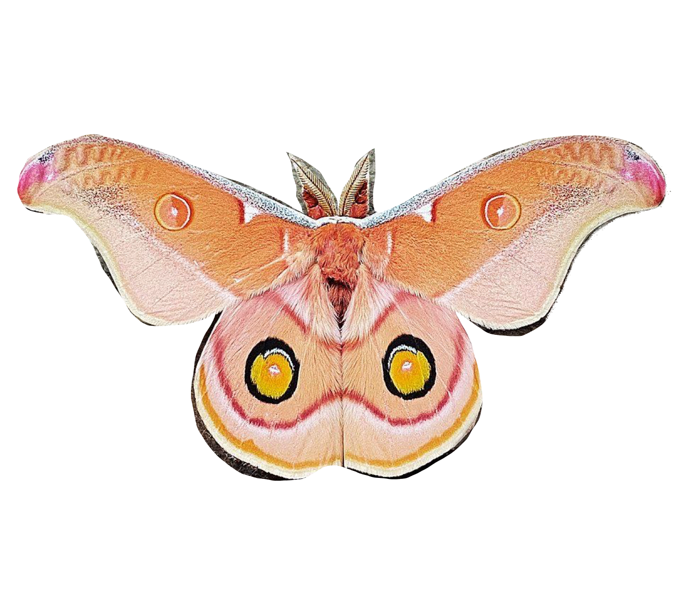 Colorful moth with orange, yellow, and cream wings, featuring eye-like patterns.