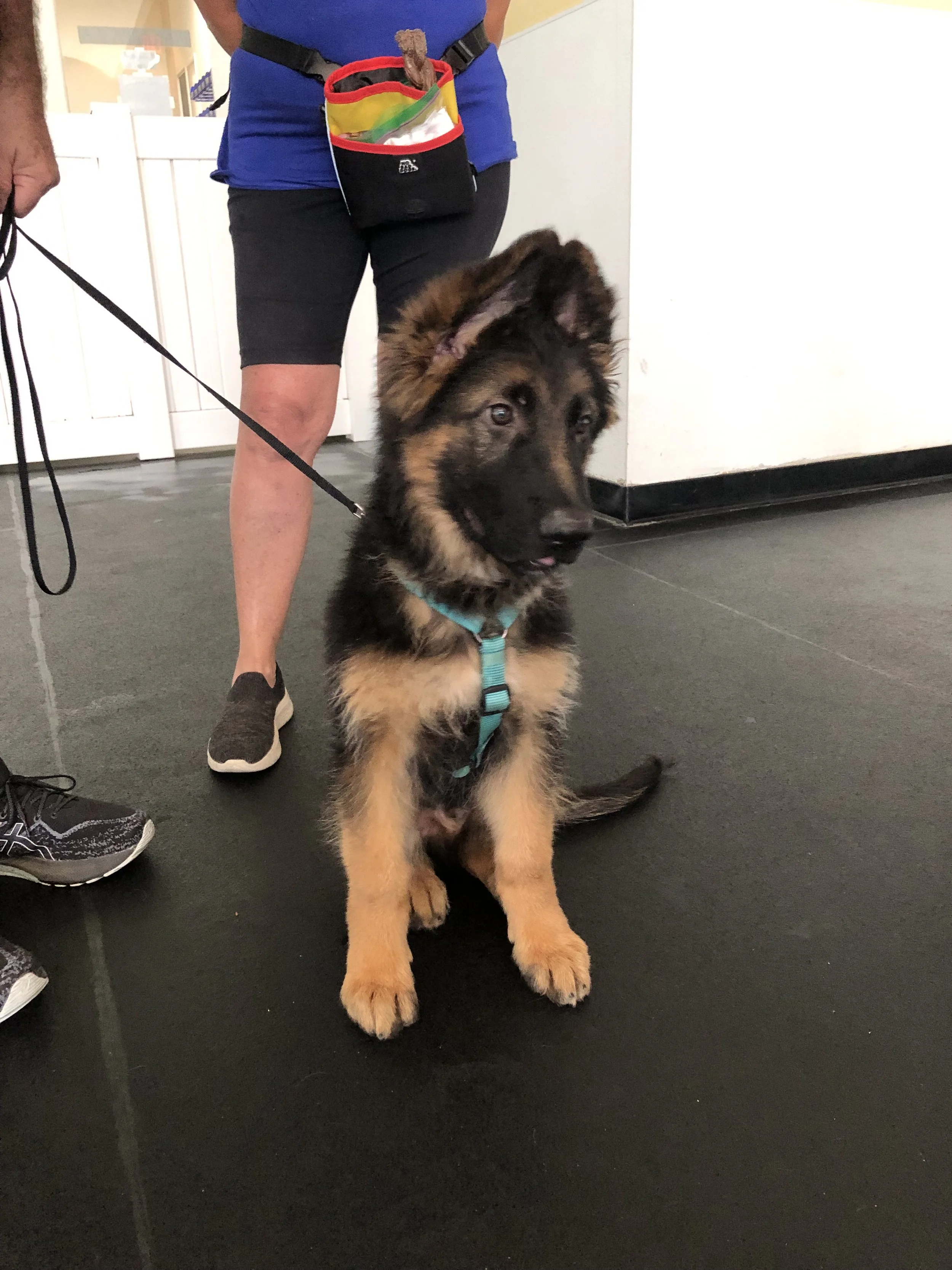 Small Group Puppy Classes