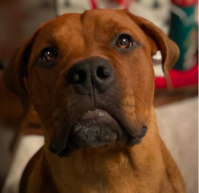 Private In-Home Training