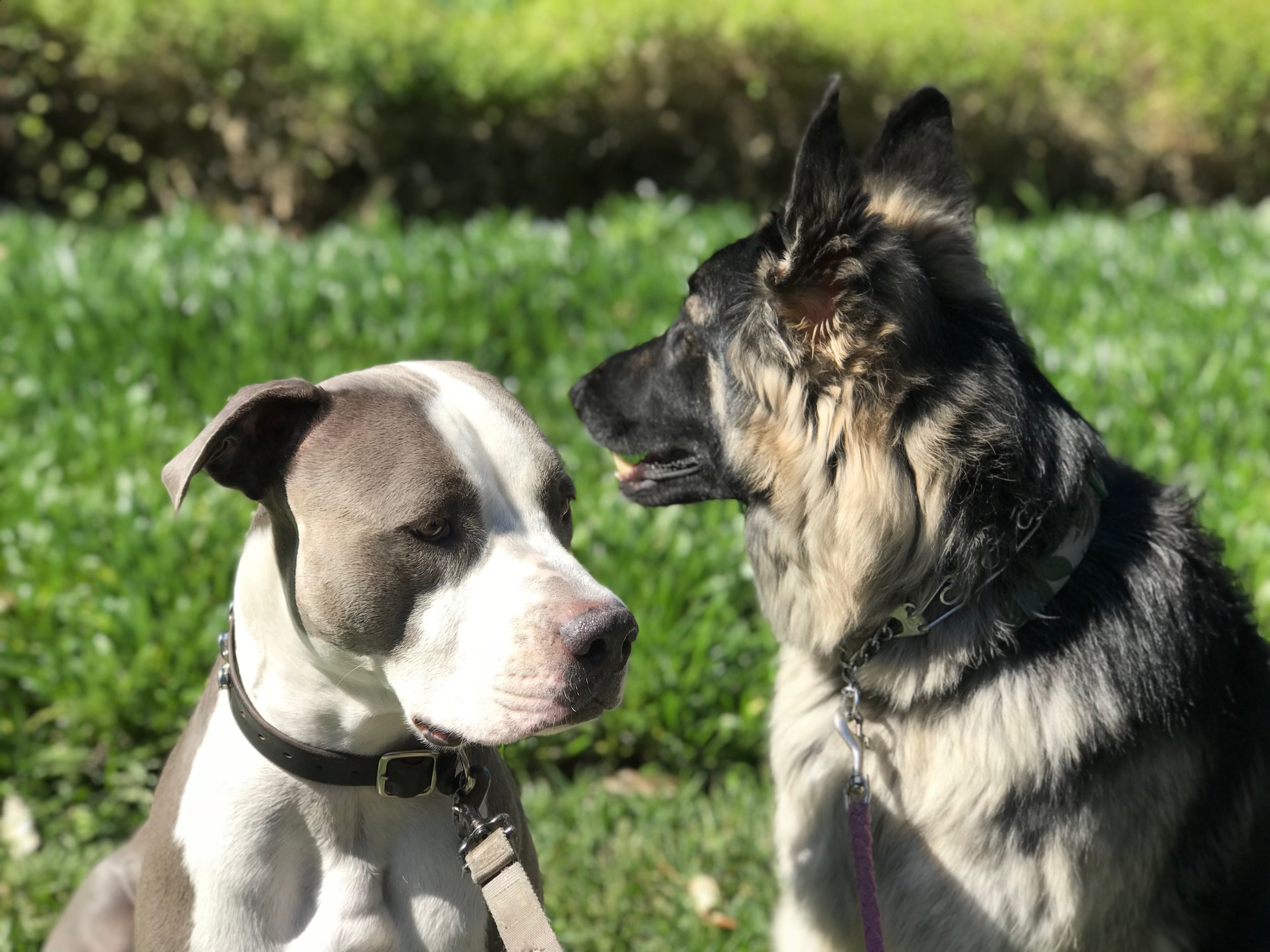 Leash Walking Intensive