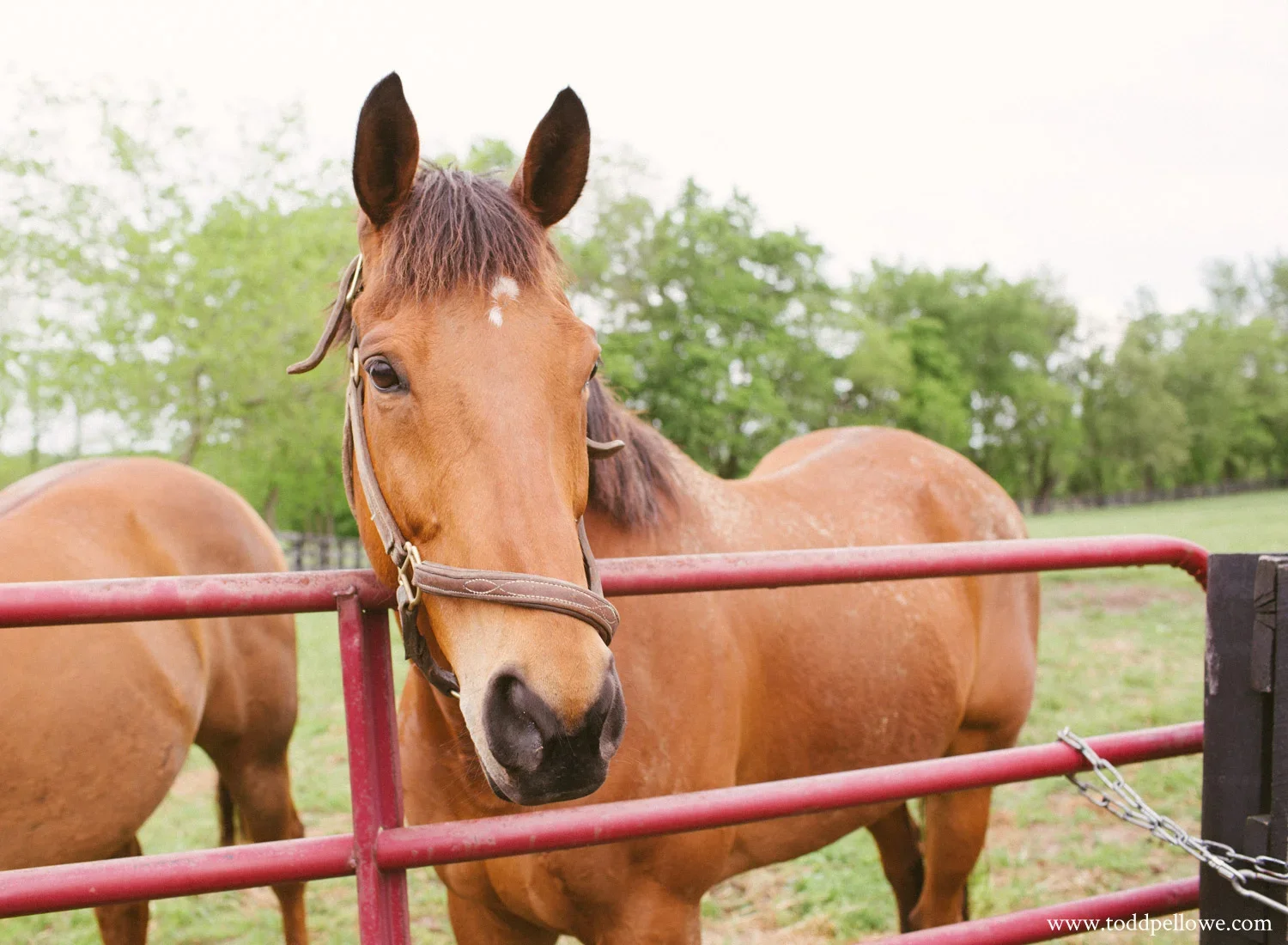 A brown horse with a short mane and a white star marking on its forehead, standing behind a red metal fence in a green pasture, with trees in the background.