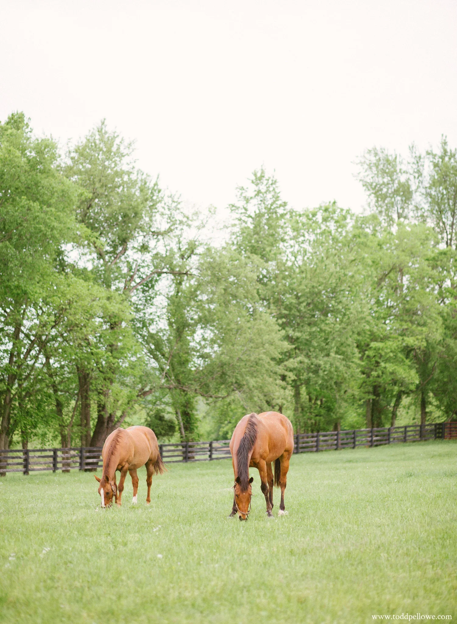 Two brown horses grazing on a green pasture with trees and a wooden fence in the background.