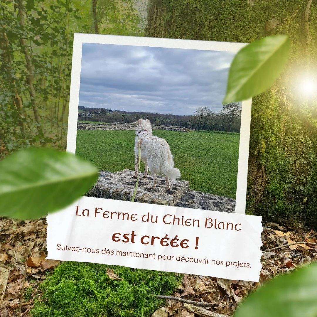 La Ferme du Chien Blanc existe officiellement!

Le projet a &eacute;volu&eacute;, nous avons d&eacute;cid&eacute; de garder seulement le c&ocirc;t&eacute; associatif qui nous correspond plus et nous permettra d'avoir un effet plus positif au niveau l