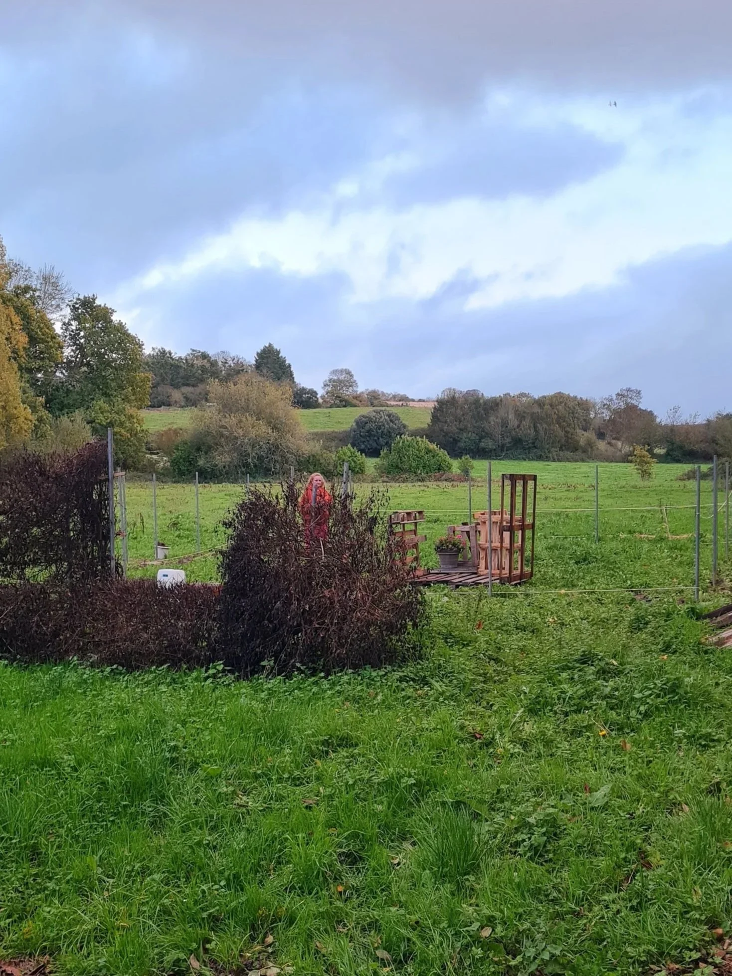 Photo de l'avancée de notre poulailler