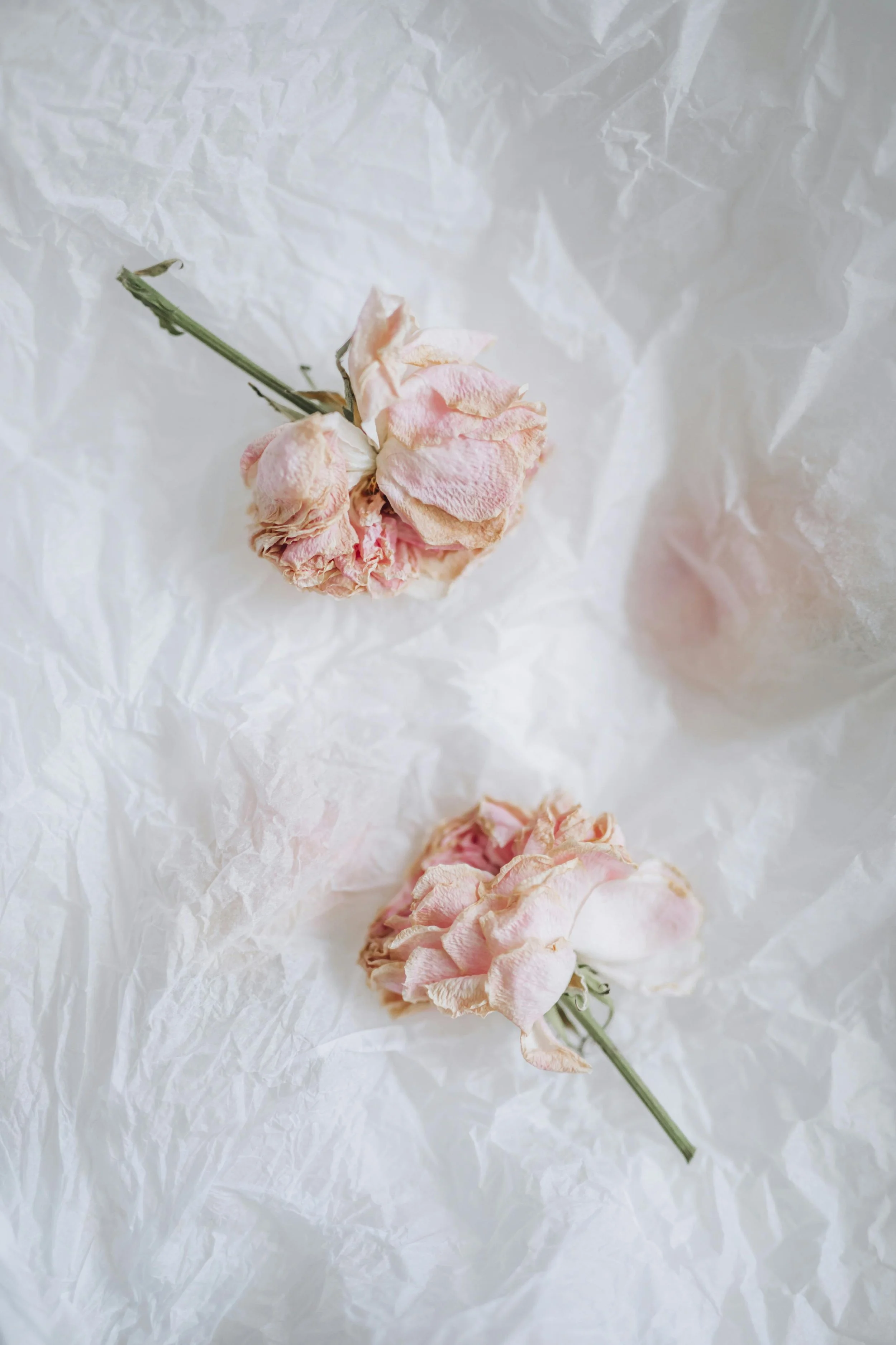 Two dried pink roses with green stems lying on crumpled white tissue paper.
