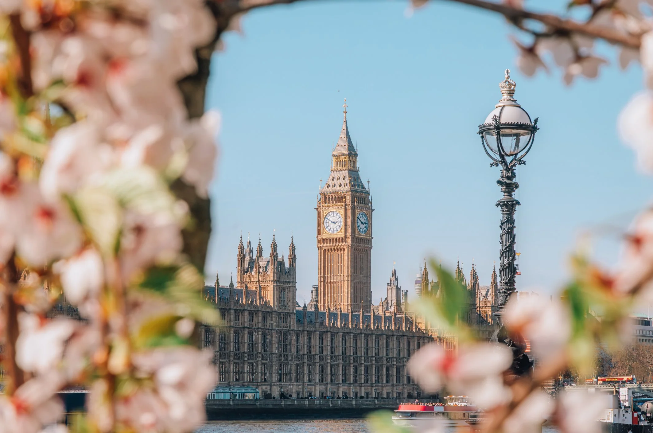 View of Big Ben and the Palace of Westminster in London, framed by pink cherry blossoms in the foreground, with a boat on the River Thames.
