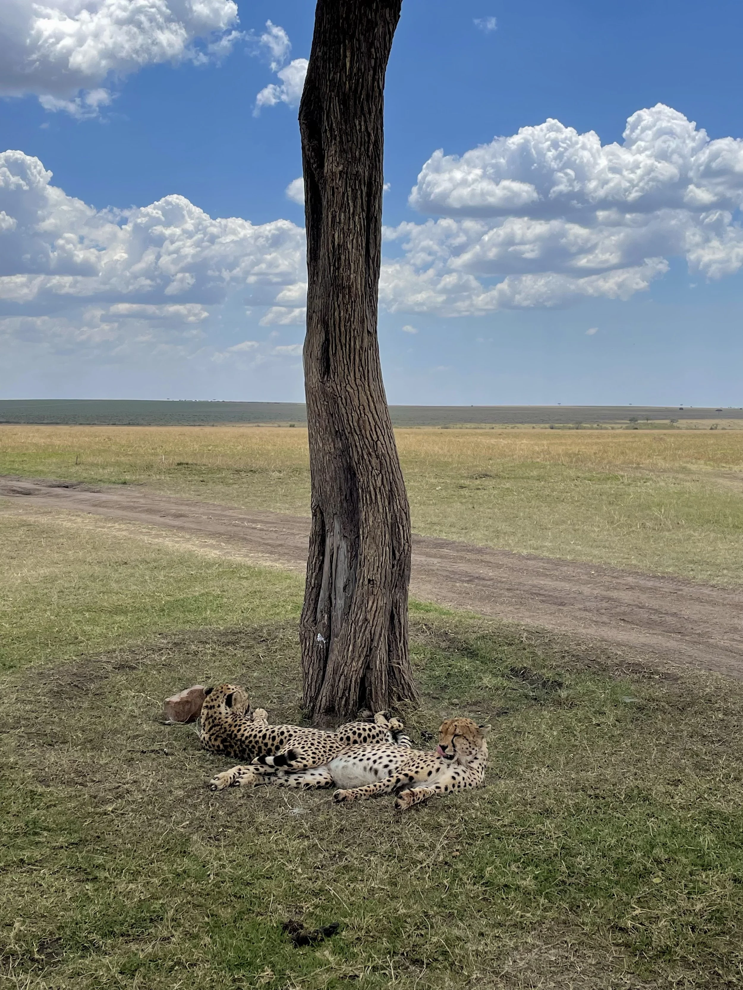 Deux jeunes lions couchés sous un arbre dans la savane avec un ciel bleu et des nuages.