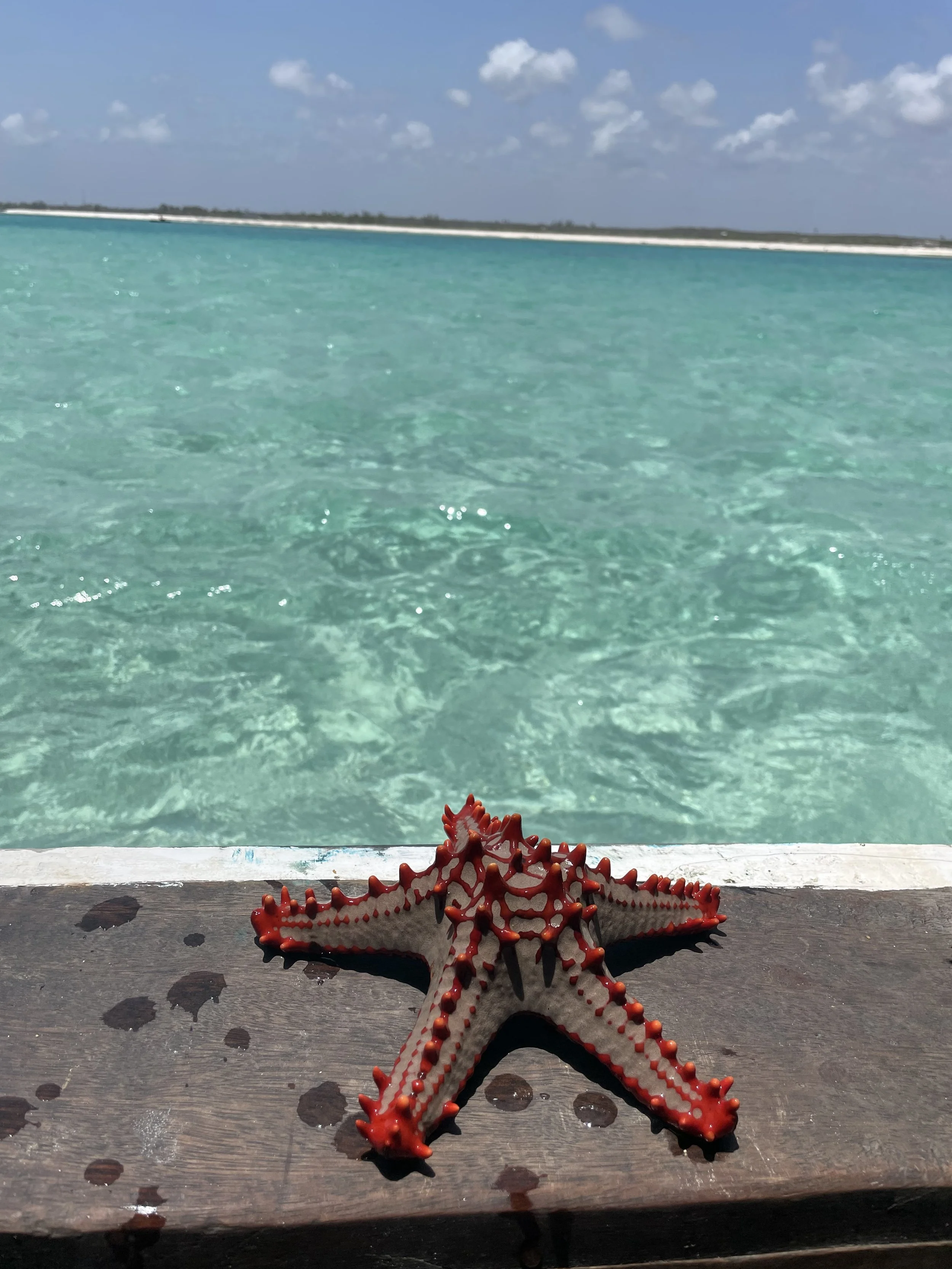 Étoile de mer rouge posée sur une surface en bois, avec une mer turquoise et un ciel nuageux en arrière-plan.