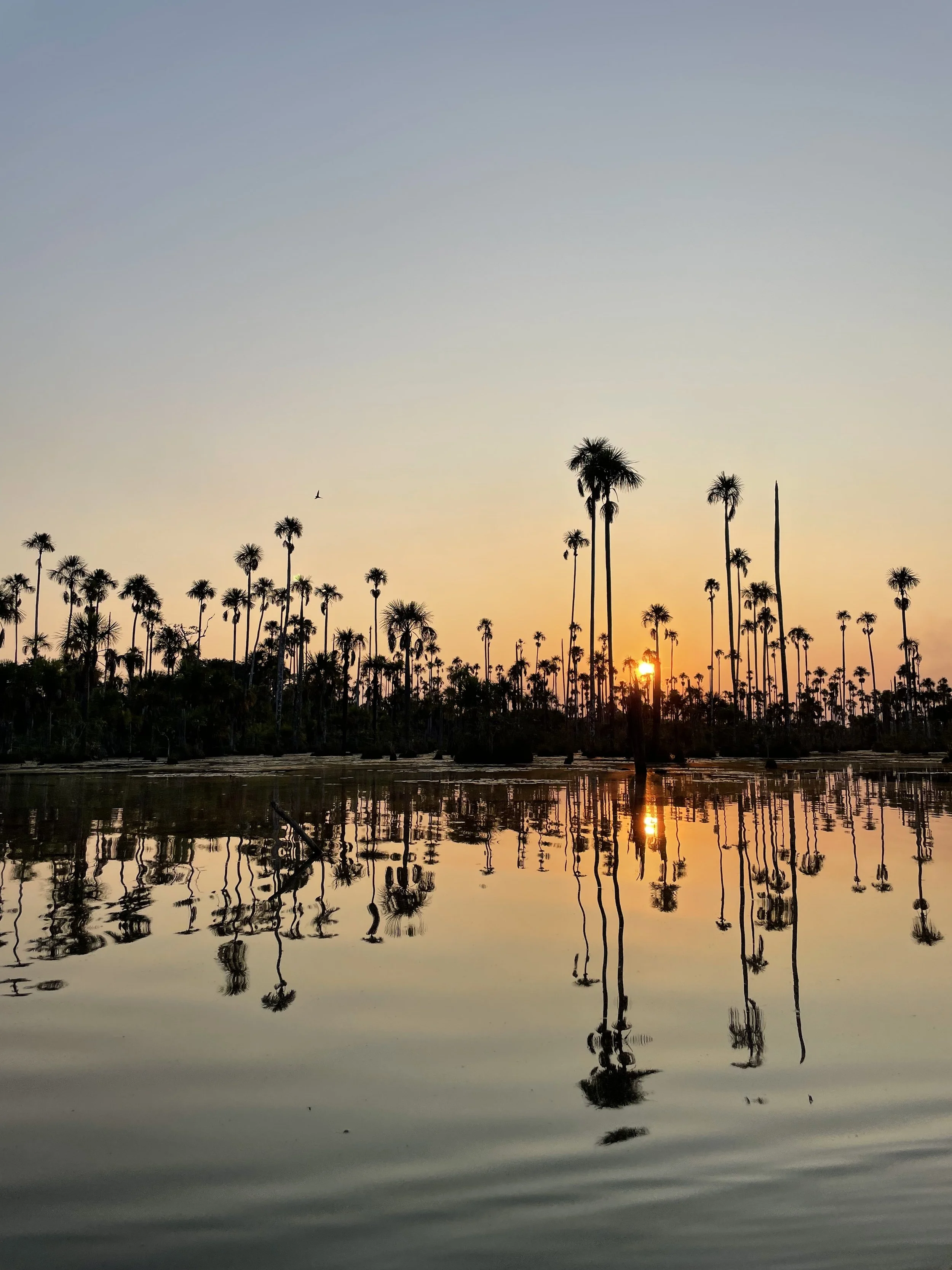 Coucher de soleil avec des palmiers refletés dans l'eau calme