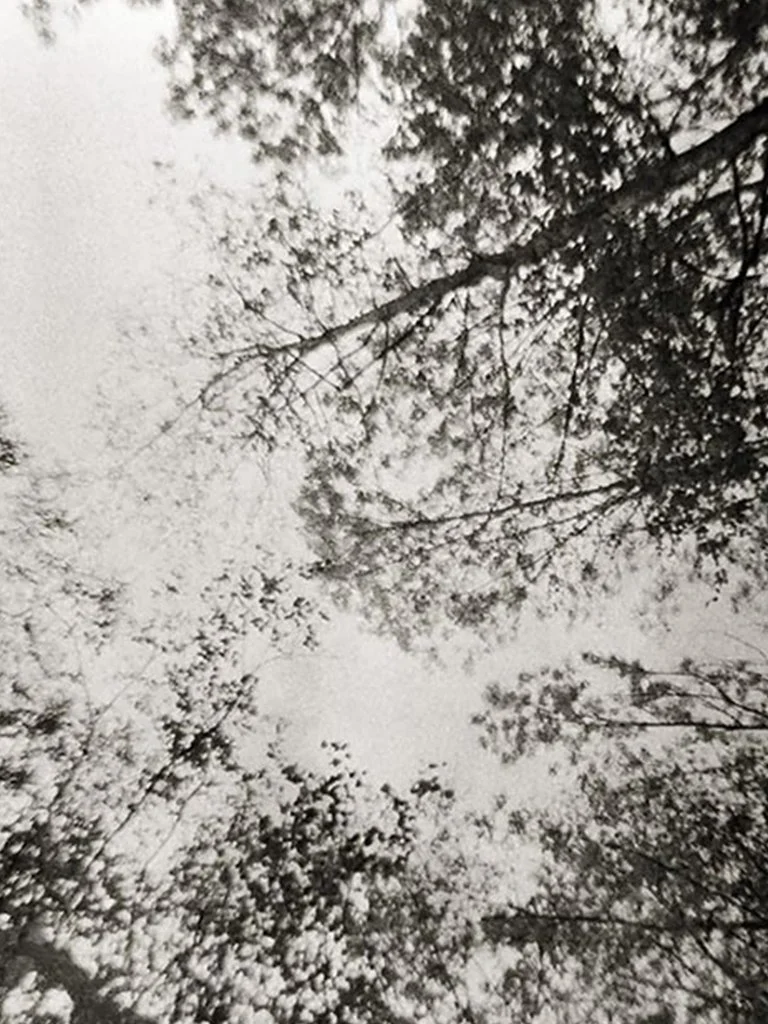 Analog Overcast sky viewed through tall trees with sparse branches.