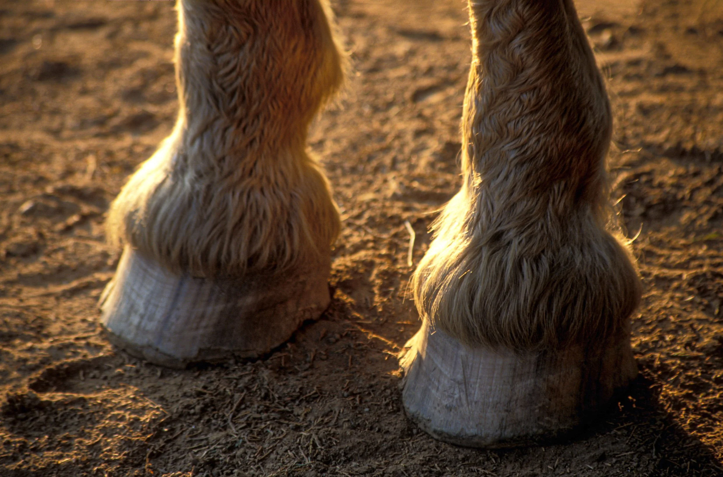 Horse Feet.jpg