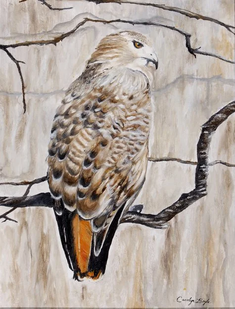 Draper's Hawk - Note Cards