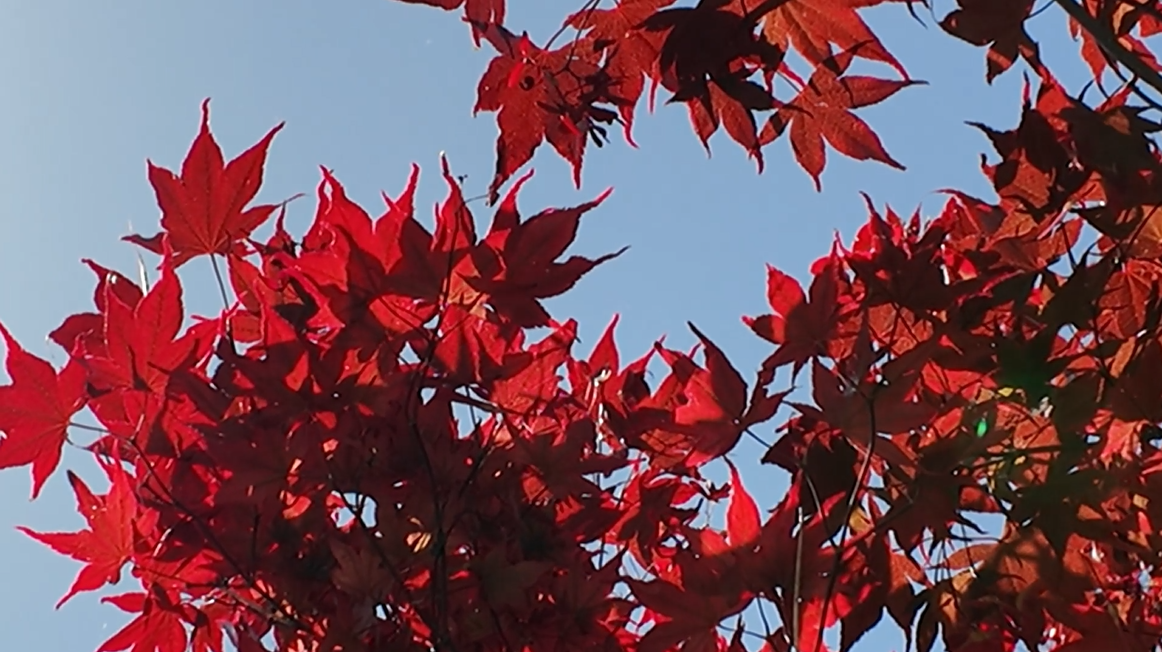 Acer Red Leaf Close Up.png