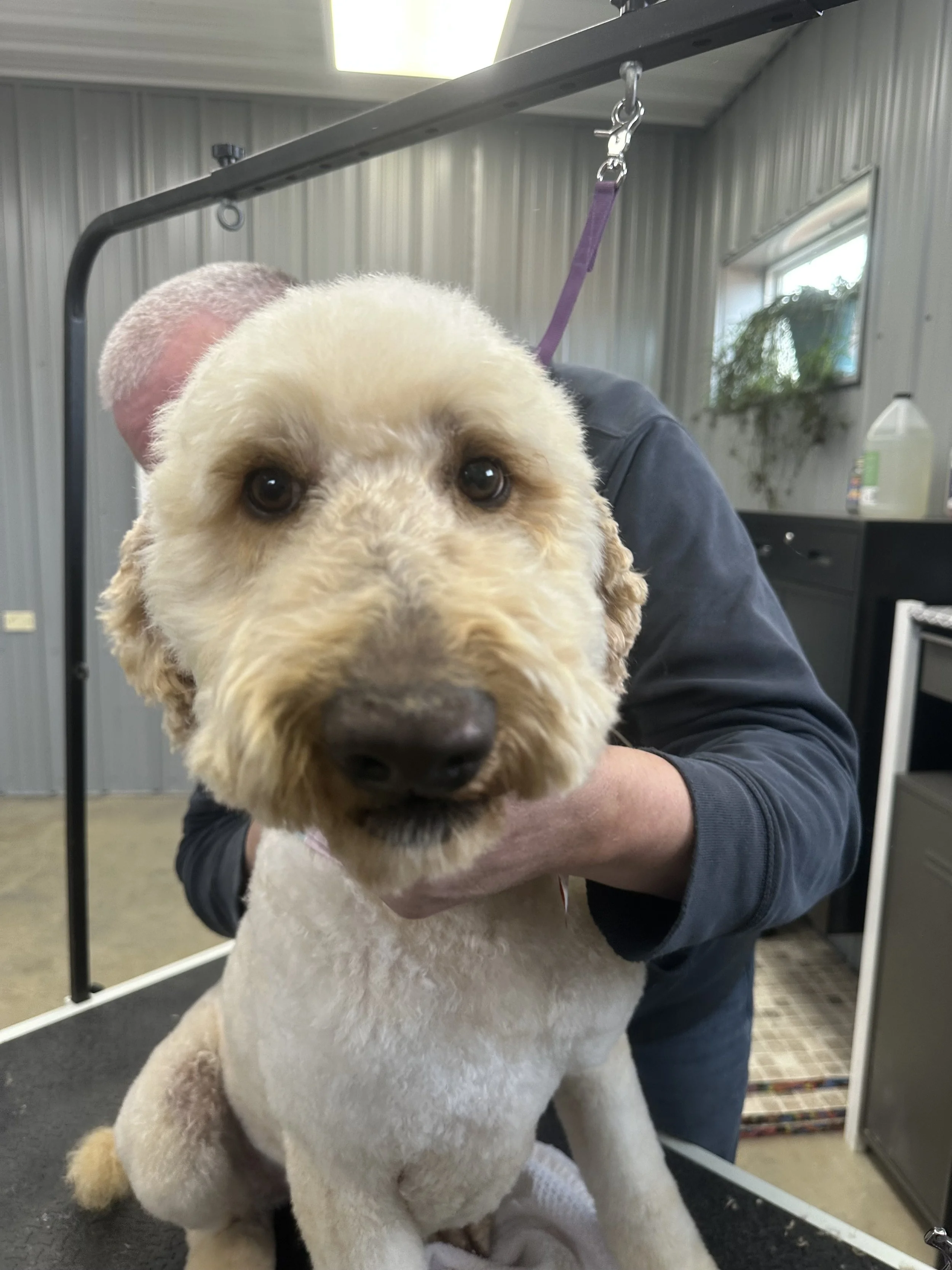Close-up of a cream-colored dog with curly fur, being groomed indoors. A person is holding the dog, and grooming equipment is visible in the background.