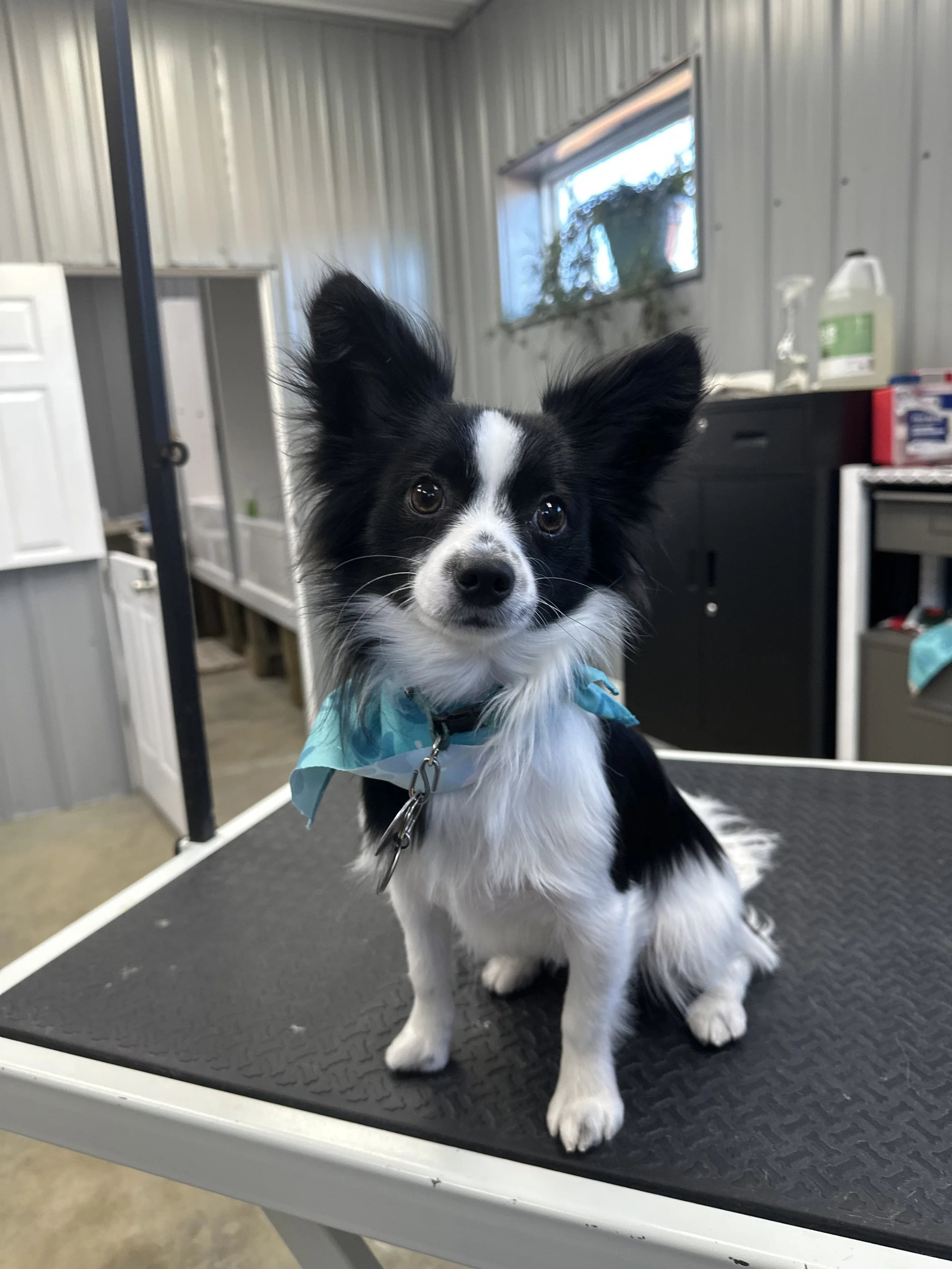 A small black and white dog, possibly a Border Collie mix, with large ears, sits on a grooming table inside a pet grooming facility. The dog has a light blue bandana around its neck and is looking directly at the camera.