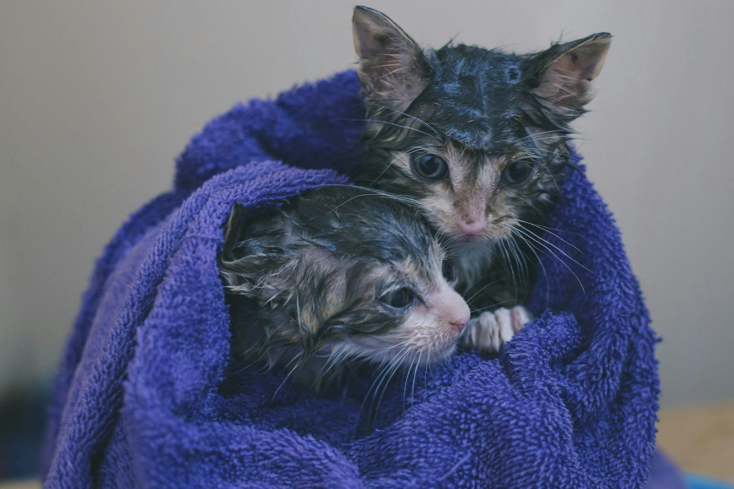 Two wet cats wrapped in a purple towel, looking curiously.